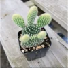 Opuntia Microdasys 'Golden Bunny Ears' Cactus Live Plant - 2 Inch Pot, Indoor/Outdoor Opuntia Microdasys 'Golden Bunny Ears' Cactus Live Plant - 2 Inch Pot, Indoor/Outdoor - Image 1
