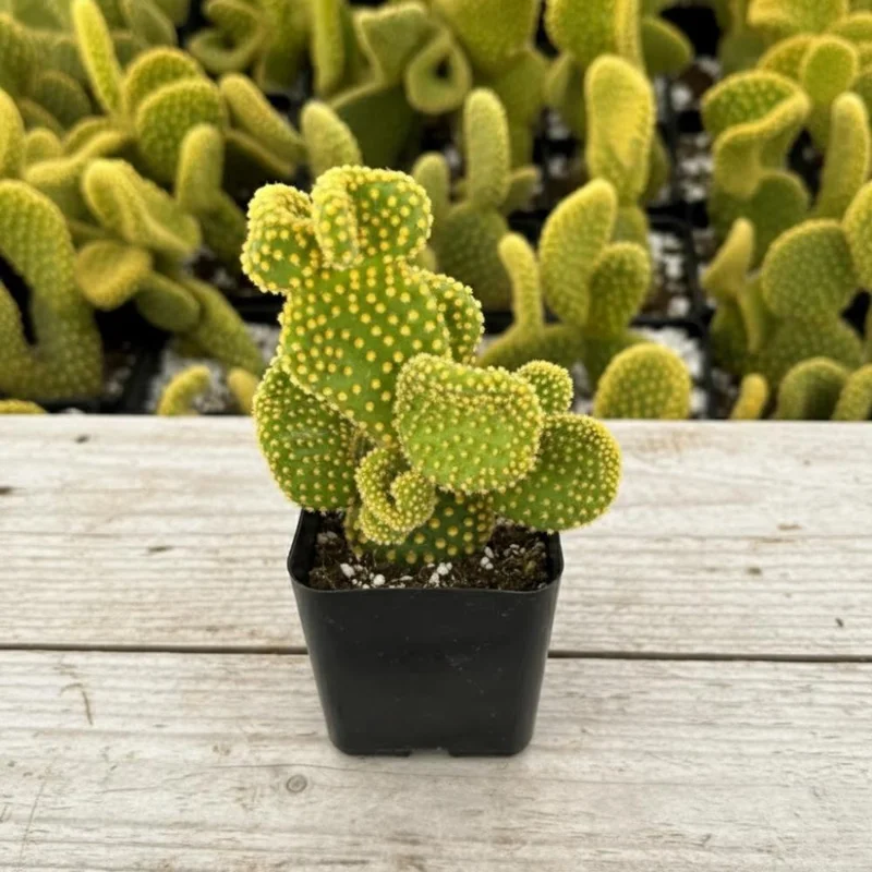 Opuntia Microdasys Monstrosus Live Plant – Golden Wavy Cactus – 2 Inch Pot – Indoor/Outdoor - Image 2