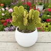 Opuntia Microdasys Monstrosus Live Plant – Golden Wavy Cactus – Small Succulent in 2 Inch Pot Opuntia Microdasys Monstrosus Live Plant – Golden Wavy Cactus – Small Succulent in 2 Inch Pot - Image 1