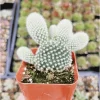 Opuntia Microdasys Var. Albospina 'White Bunny Ears' Cactus Live Plant 2 Inch Pot Indoor/Outdoor Opuntia Microdasys Var. Albospina 'White Bunny Ears' Cactus Live Plant 2 Inch Pot Indoor/Outdoor - Image 1