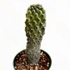 Opuntia Rubescens 'Road Kill Cactus' Succulent Live Plant 2 Inch Pot Indoor/Outdoor - Image 1
