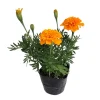 Orange African Marigold Live Plant – 5-7 Inch Tall Flowers – Indoor/Outdoor - Image 1