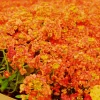 Orange Alyssum Seeds - Sweet Carpet Flower Seeds for Indoor & Outdoor Gardens - Image 1