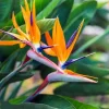 Orange Bird of Paradise Live Plant, Tropical Flowering, 4-6 inches Tall, Indoor/Outdoor Orange Bird of Paradise Live Plant, Tropical Flowering, 4-6 inches Tall, Indoor/Outdoor - Image 1