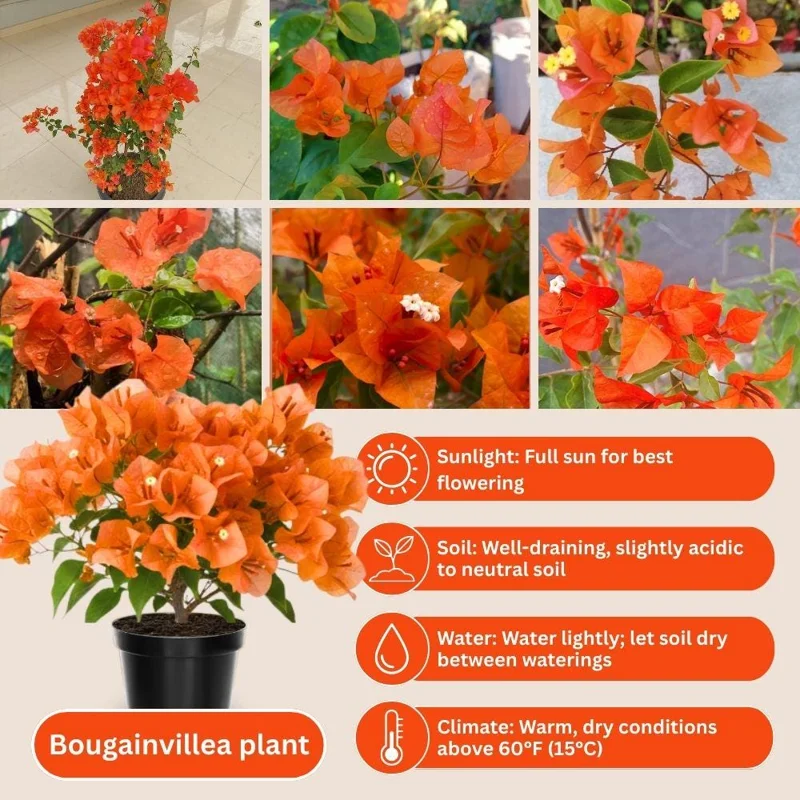 Orange Bougainvillea Live Plant Set, 5-7 Inch Tall, Climbing, Outdoor Indoor - Image 2
