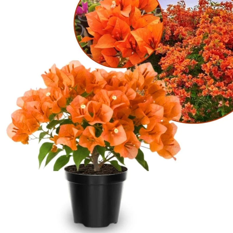 Orange Bougainvillea Live Plant Set, 5-7 Inch Tall, Climbing, Outdoor Indoor - Image 1
