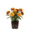 Orange Bush Rose Live Plant – 4-6 Inch Tall – Outdoor Garden & Patio - Image 1