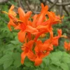 Orange Cape Honeysuckle Live Plants – Set of 3 – Hardy Shrubs for Outdoor Gardens - Image 1