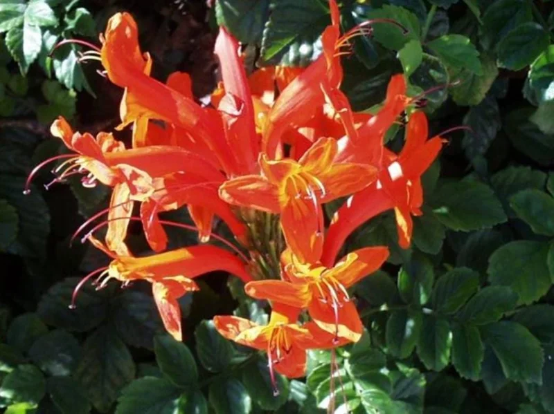 Orange Cape Honeysuckle Live Plants – Set of 5 – Vibrant Blooms – Hardy Outdoor Shrubs - Image 2