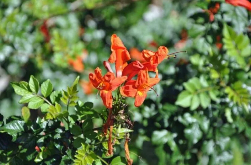 Orange Cape Honeysuckle Live Plants – Set of 5 – Vibrant Blooms – Hardy Outdoor Shrubs Orange Cape Honeysuckle Live Plants – Set of 5 – Vibrant Blooms – Hardy Outdoor Shrubs - Image 3
