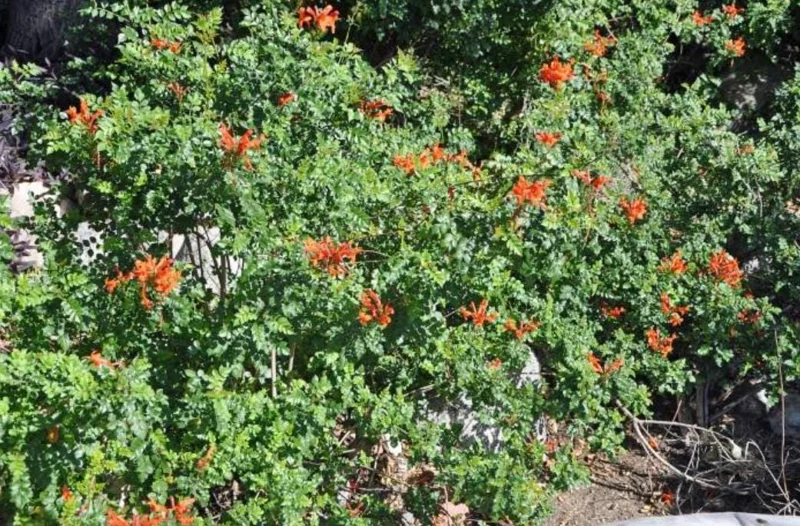 Orange Cape Honeysuckle Live Plants – Set of 5 – Vibrant Blooms – Hardy Outdoor Shrubs Orange Cape Honeysuckle Live Plants – Set of 5 – Vibrant Blooms – Hardy Outdoor Shrubs - Image 5