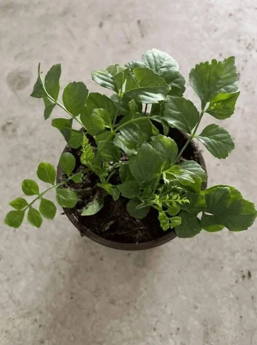 Orange Cape Honeysuckle Live Plants – Set of 5 – Vibrant Blooms – Hardy Outdoor Shrubs Orange Cape Honeysuckle Live Plants – Set of 5 – Vibrant Blooms – Hardy Outdoor Shrubs - Image 6