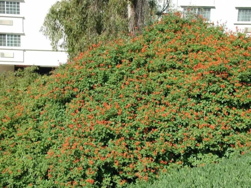 Orange Cape Honeysuckle Live Plants – Set of 5 – Vibrant Blooms – Hardy Outdoor Shrubs Orange Cape Honeysuckle Live Plants – Set of 5 – Vibrant Blooms – Hardy Outdoor Shrubs - Image 7