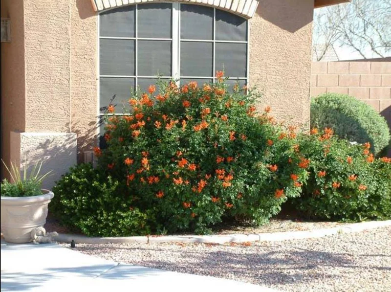 Orange Cape Honeysuckle Live Plants – Set of 5 – Vibrant Blooms – Hardy Outdoor Shrubs Orange Cape Honeysuckle Live Plants – Set of 5 – Vibrant Blooms – Hardy Outdoor Shrubs - Image 9
