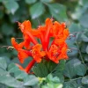 Orange Cape Honeysuckle Live Plants – Set of 5 – Vibrant Blooms – Hardy Outdoor Shrubs - Image 1