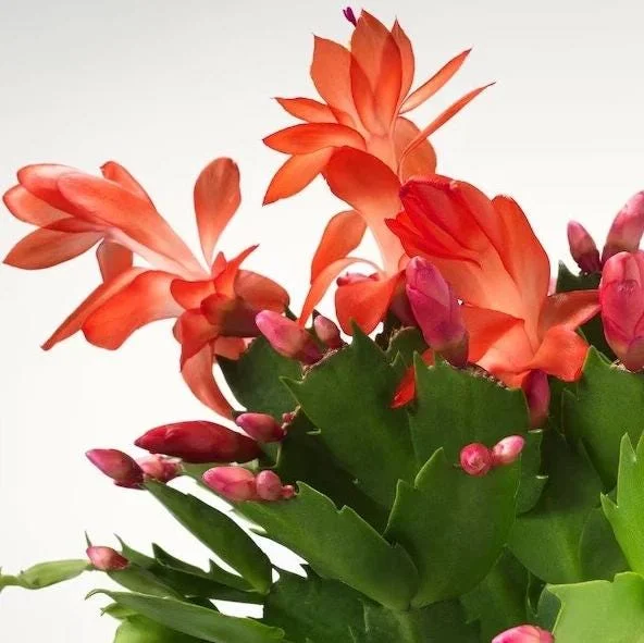Orange Christmas Cactus Live Plant - 4-6 Inch Tall, 2 Plants in 3 Inch Pots Orange Christmas Cactus Live Plant - 4-6 Inch Tall, 2 Plants in 3 Inch Pots - Image 2