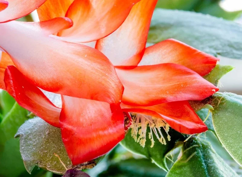 Orange Christmas Cactus Live Plant - 4-6 Inch Tall, 2 Plants in 3 Inch Pots Orange Christmas Cactus Live Plant - 4-6 Inch Tall, 2 Plants in 3 Inch Pots - Image 3