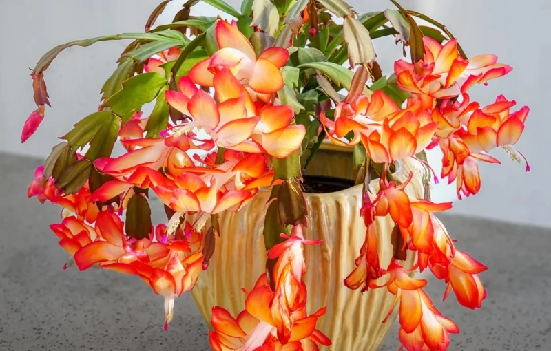 Orange Christmas Cactus Live Plant - 4-6 Inch Tall, 2 Plants in 3 Inch Pots Orange Christmas Cactus Live Plant - 4-6 Inch Tall, 2 Plants in 3 Inch Pots - Image 4