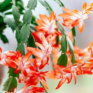 Orange Christmas Cactus Live Plant - 4-6 Inch Tall, 2 Plants in 3 Inch Pots Orange Christmas Cactus Live Plant - 4-6 Inch Tall, 2 Plants in 3 Inch Pots - Image 5
