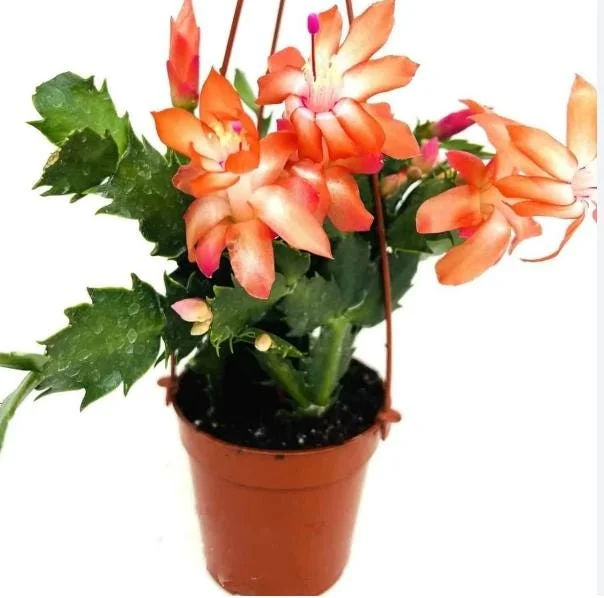 Orange Christmas Cactus Live Plant - 4-6 Inch Tall, 2 Plants in 3 Inch Pots Orange Christmas Cactus Live Plant - 4-6 Inch Tall, 2 Plants in 3 Inch Pots - Image 6