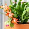 Orange Christmas Cactus Live Plant - 4-6 Inch Tall, 2 Plants in 3 Inch Pots - Image 1