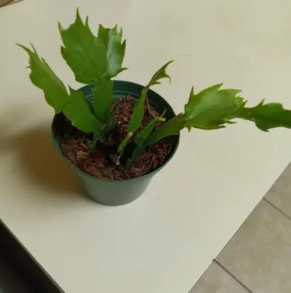 Orange Christmas Cactus Live Plant - 4-6 Inch Tall, 2 Plants in 3 Inch Pots Orange Christmas Cactus Live Plant - 4-6 Inch Tall, 2 Plants in 3 Inch Pots - Image 7