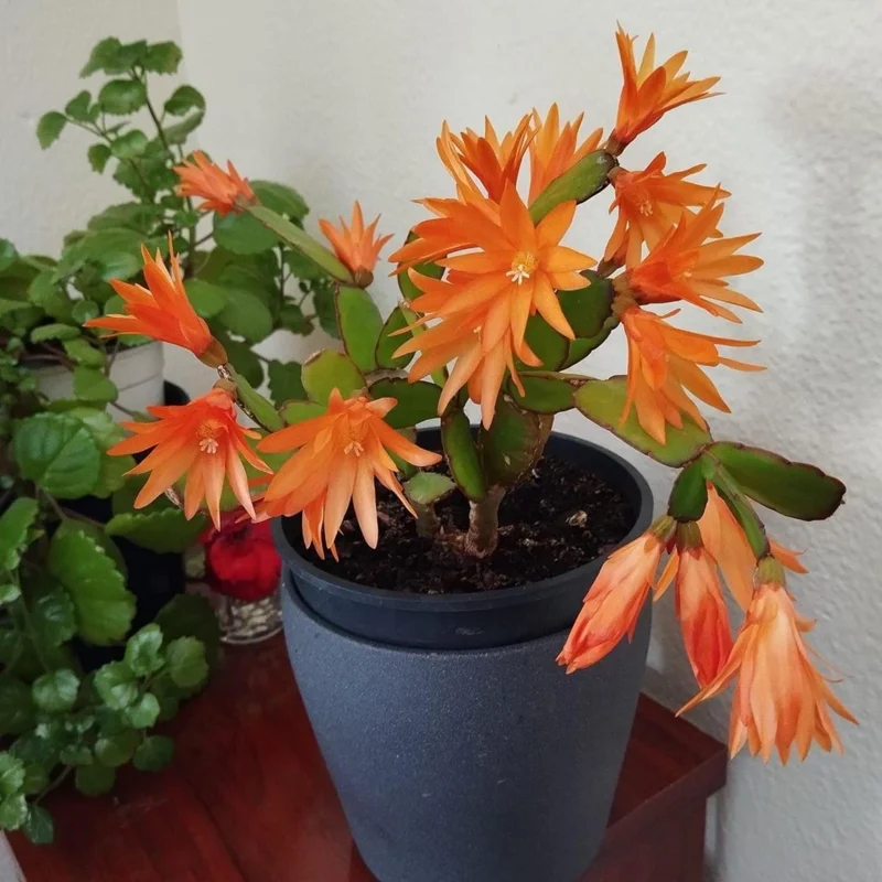 Orange Easter Cactus Live Plant 4-6 Inch - Spring Blooming Houseplant, Easy Care Indoor Orange Easter Cactus Live Plant 4-6 Inch - Spring Blooming Houseplant, Easy Care Indoor - Image 3