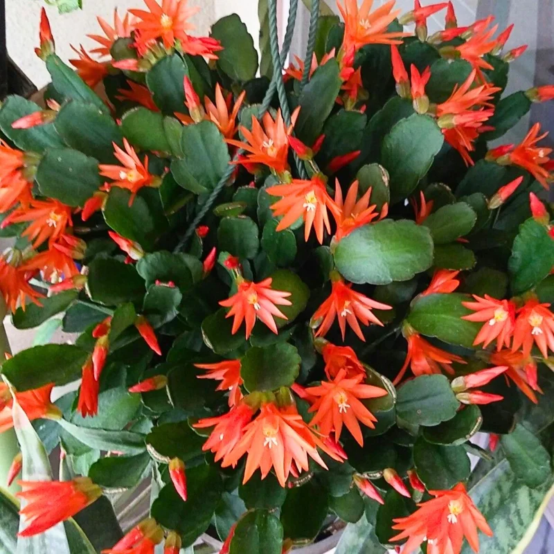 Orange Easter Cactus Live Plant 4-6 Inch - Spring Blooming Houseplant, Easy Care Indoor Orange Easter Cactus Live Plant 4-6 Inch - Spring Blooming Houseplant, Easy Care Indoor - Image 4