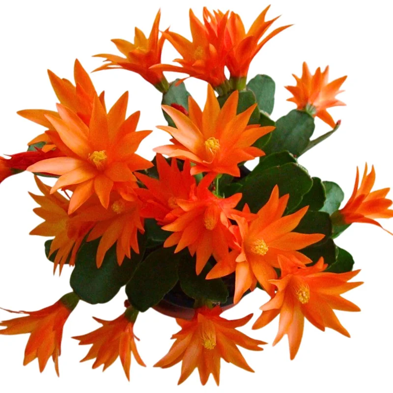 Orange Easter Cactus Live Plant 4-6 Inch - Spring Blooming Houseplant, Easy Care Indoor Orange Easter Cactus Live Plant 4-6 Inch - Spring Blooming Houseplant, Easy Care Indoor - Image 5