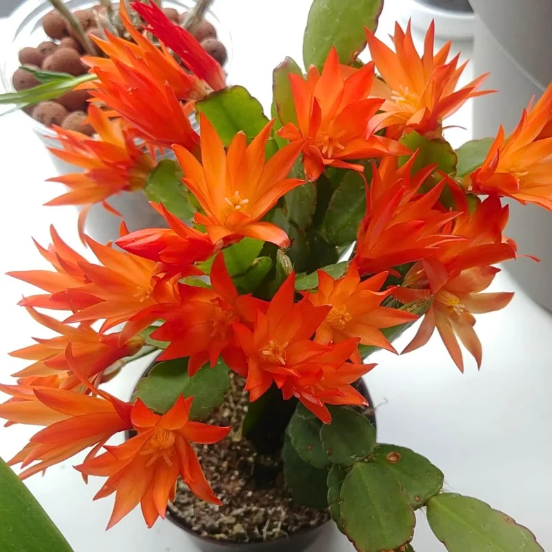 Orange Easter Cactus Live Plant 4-6 Inch - Spring Blooming Houseplant, Easy Care Indoor Orange Easter Cactus Live Plant 4-6 Inch - Spring Blooming Houseplant, Easy Care Indoor - Image 6