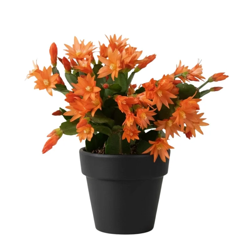 Orange Easter Cactus Live Plant 4-6 Inch - Spring Blooming Houseplant, Easy Care Indoor Orange Easter Cactus Live Plant 4-6 Inch - Spring Blooming Houseplant, Easy Care Indoor - Image 1