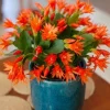 Orange Easter Cactus Live Plant, Spring Blooming Succulent, 4-6 Inch Tall, Indoor/Outdoor - Image 1