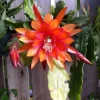 Orange Epiphyllum Orchid Cactus Live Plant - 2 Healthy Plants in 4 Inch Pot - Flowering Houseplant Orange Epiphyllum Orchid Cactus Live Plant - 2 Healthy Plants in 4 Inch Pot - Flowering Houseplant - Image 1