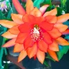 Orange Epiphyllum Orchid Cactus Live Plant – 4 Inch Pot, Trailing Outdoor Orange Epiphyllum Orchid Cactus Live Plant – 4 Inch Pot, Trailing Outdoor - Image 1