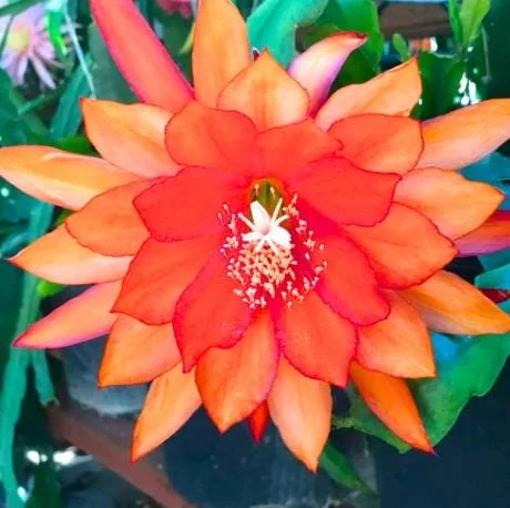 Orange Epiphyllum Orchid Cactus Live Plant – 4 Inch Pot, Trailing Outdoor Orange Epiphyllum Orchid Cactus Live Plant – 4 Inch Pot, Trailing Outdoor - Image 1