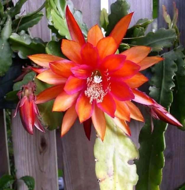 Orange Epiphyllum Orchid Cactus Live Plant – 4 Inch Pot, Trailing Outdoor Orange Epiphyllum Orchid Cactus Live Plant – 4 Inch Pot, Trailing Outdoor - Image 2