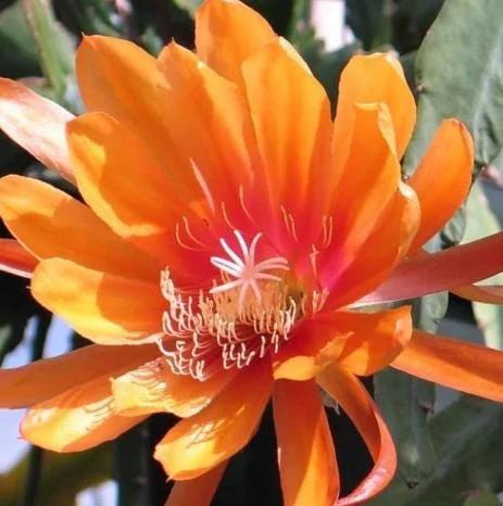 Orange Epiphyllum Orchid Cactus Live Plant – 4 Inch Pot, Trailing Outdoor Orange Epiphyllum Orchid Cactus Live Plant – 4 Inch Pot, Trailing Outdoor - Image 3
