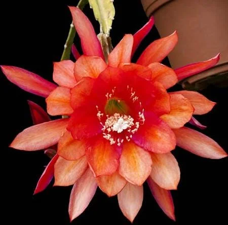 Orange Epiphyllum Orchid Cactus Live Plant – 4 Inch Pot, Trailing Outdoor Orange Epiphyllum Orchid Cactus Live Plant – 4 Inch Pot, Trailing Outdoor - Image 4