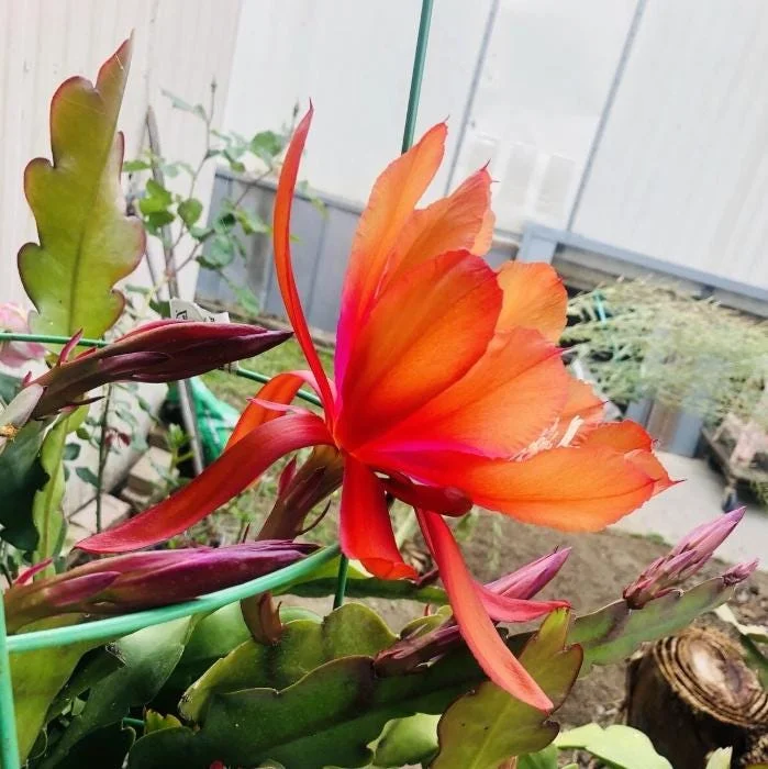 Orange Epiphyllum Orchid Cactus Live Plant – 4 Inch Pot, Trailing Outdoor Orange Epiphyllum Orchid Cactus Live Plant – 4 Inch Pot, Trailing Outdoor - Image 5