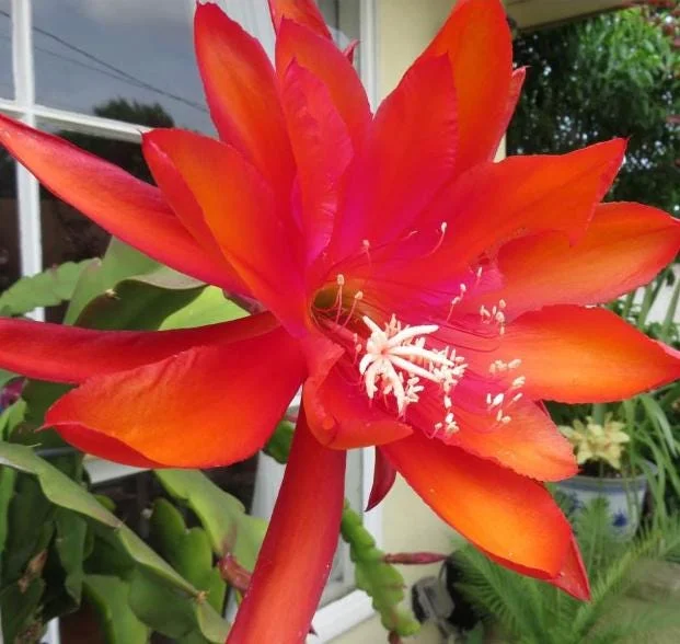 Orange Epiphyllum Orchid Cactus Live Plant – 4 Inch Pot, Trailing Outdoor Orange Epiphyllum Orchid Cactus Live Plant – 4 Inch Pot, Trailing Outdoor - Image 6