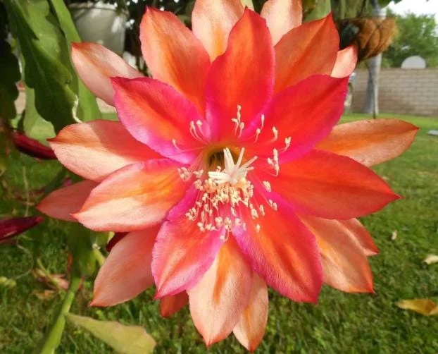 Orange Epiphyllum Orchid Cactus Live Plant – 4 Inch Pot, Trailing Outdoor Orange Epiphyllum Orchid Cactus Live Plant – 4 Inch Pot, Trailing Outdoor - Image 7