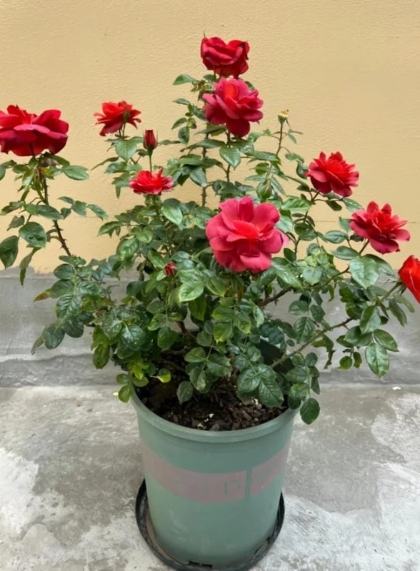 Orange Floribunda Rose Plant Live - 5-8" Tall Rose Bush Starter for Outdoor Garden Orange Floribunda Rose Plant Live - 5-8" Tall Rose Bush Starter for Outdoor Garden - Image 10