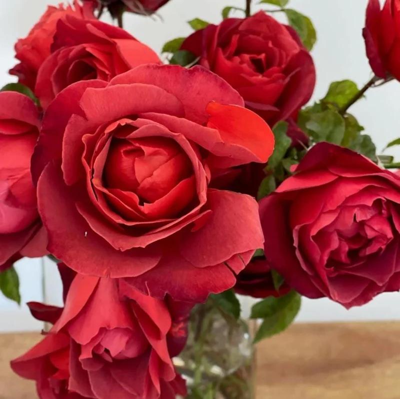 Orange Floribunda Rose Plant Live - 5-8" Tall Rose Bush Starter for Outdoor Garden Orange Floribunda Rose Plant Live - 5-8" Tall Rose Bush Starter for Outdoor Garden - Image 2