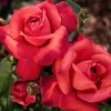 Orange Floribunda Rose Plant Live - 5-8" Tall Rose Bush Starter for Outdoor Garden Orange Floribunda Rose Plant Live - 5-8" Tall Rose Bush Starter for Outdoor Garden - Image 1