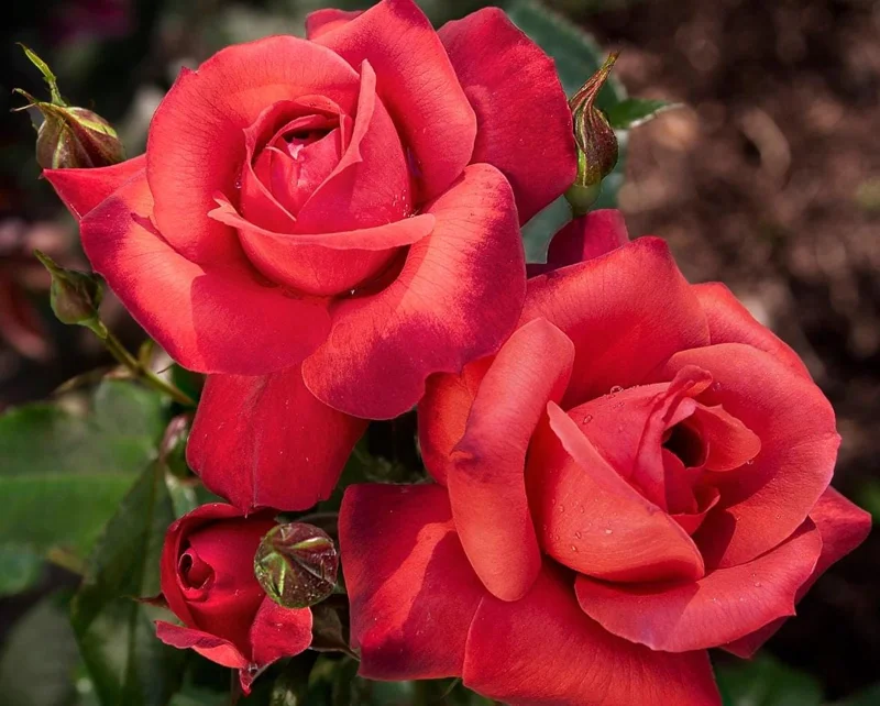 Orange Floribunda Rose Plant Live - 5-8" Tall Rose Bush Starter for Outdoor Garden Orange Floribunda Rose Plant Live - 5-8" Tall Rose Bush Starter for Outdoor Garden - Image 1