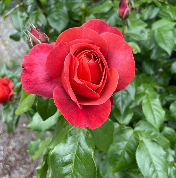 Orange Floribunda Rose Plant Live - 5-8" Tall Rose Bush Starter for Outdoor Garden Orange Floribunda Rose Plant Live - 5-8" Tall Rose Bush Starter for Outdoor Garden - Image 3