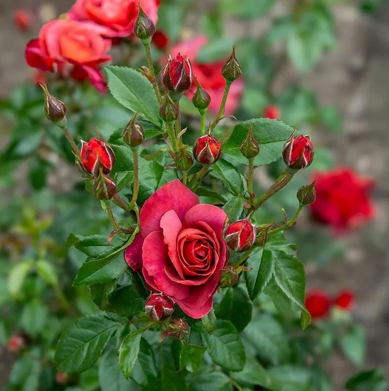 Orange Floribunda Rose Plant Live - 5-8" Tall Rose Bush Starter for Outdoor Garden Orange Floribunda Rose Plant Live - 5-8" Tall Rose Bush Starter for Outdoor Garden - Image 4