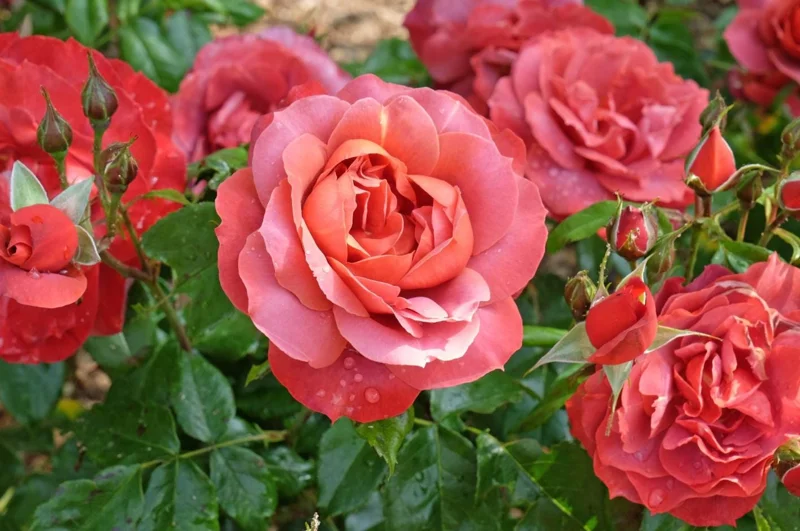 Orange Floribunda Rose Plant Live - 5-8" Tall Rose Bush Starter for Outdoor Garden Orange Floribunda Rose Plant Live - 5-8" Tall Rose Bush Starter for Outdoor Garden - Image 5