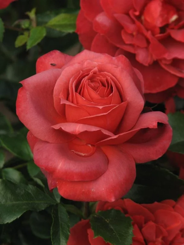 Orange Floribunda Rose Plant Live - 5-8" Tall Rose Bush Starter for Outdoor Garden Orange Floribunda Rose Plant Live - 5-8" Tall Rose Bush Starter for Outdoor Garden - Image 6