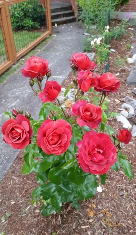 Orange Floribunda Rose Plant Live - 5-8" Tall Rose Bush Starter for Outdoor Garden Orange Floribunda Rose Plant Live - 5-8" Tall Rose Bush Starter for Outdoor Garden - Image 7